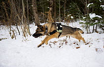 German Shepherd (Canis familiaris) police dog running in snow