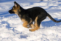 German Shepherd (Canis familiaris) puppy running in snow