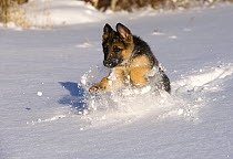 German Shepherd (Canis familiaris) puppy running in snow