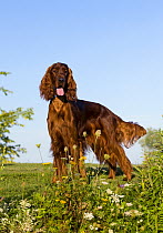Irish Setter (Canis familiaris)
