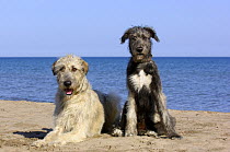 Irish Wolfhound (Canis familiaris) adult and puppy