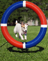 Jack Russell Terrier (Canis familiaris) jumping through obstacle