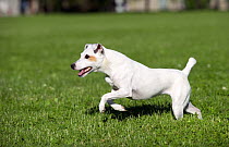 Jack Russell Terrier (Canis familiaris) running