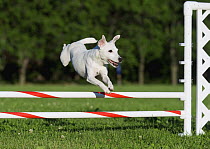 Jack Russell Terrier (Canis familiaris) jumping over obstacle