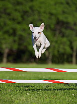 Jack Russell Terrier (Canis familiaris) jumping over obstacle