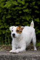 Jack Russell Terrier (Canis familiaris)