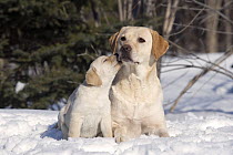 Labrador Retriever (Canis familiaris) mother and puppy in snow