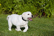 Labrador Retriever (Canis familiaris) puppy running