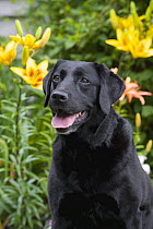 Black Labrador Retriever (Canis familiaris)