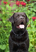 Chocolate Labrador Retriever (Canis familiaris)