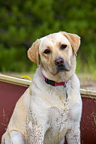 Yellow Labrador Retriever (Canis familiaris)
