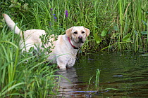 Yellow Labrador Retriever (Canis familiaris) entering water