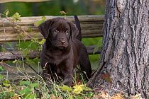 Chocolate Labrador Retriever (Canis familiaris) puppy