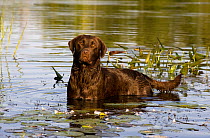 Chocolate Labrador Retriever (Canis familiaris) in water