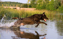 Chocolate Labrador Retriever (Canis familiaris) running through water