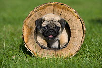 Pug (Canis familiaris) puppy in log