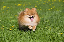 Pomeranian (Canis familiaris) running