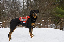 Rottweiler (Canis familiaris) rescue dog in snow