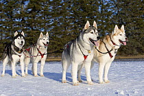 Siberian Husky (Canis familiaris) group tied to sled
