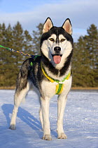 Siberian Husky (Canis familiaris) sled dog