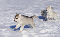 Siberian Husky (Canis familiaris) puppies running in snow