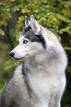 Siberian Husky (Canis familiaris)