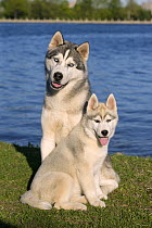 Siberian Husky (Canis familiaris) adult and puppy