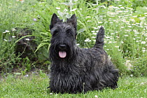 Scottish Terrier (Canis familiaris)