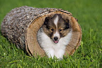 Shetland Sheepdog (Canis familiaris) puppy in log