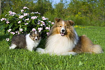 Shetland Sheepdog (Canis familiaris) adult and puppy