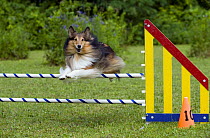 Shetland Sheepdog (Canis familiaris) jumping over obstacle