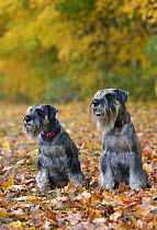 Standard Schnauzer (Canis familiaris) pair
