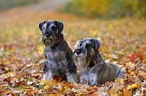 Standard Schnauzer (Canis familiaris) pair