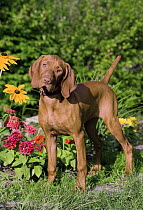 Vizsla (Canis familiaris) puppy