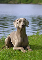 Weimaraner (Canis familiaris)