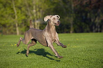 Weimaraner (Canis familiaris) running