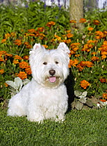 West Highland White Terrier (Canis familiaris)