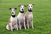 Whippet (Canis familiaris) trio