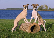 Whippet (Canis familiaris) puppies