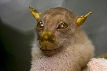 Tube-nosed Bat (Nyctimene sp), a newly discovered species, Muller Range, Papua New Guinea