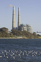 Bonaparte's Gull (Larus philadelphia) flock with natural gas power plant in background, Moss Landing, California