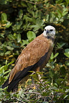 Black-collared Hawk (Busarellus nigricollis), Pantanal, Brazil