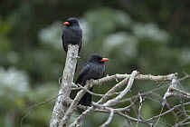 Black-fronted Nunbird (Monasa nigrifrons) pair, Pantanal, Brazil