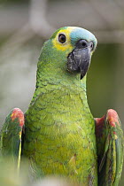 Blue-fronted Parrot (Amazona aestiva), Pantanal, Brazil