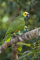 Blue-fronted Parrot (Amazona aestiva) pair, Pantanal, Brazil