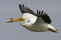 Great White Pelican (Pelecanus onocrotalus) flying, Elkhorn Slough, California