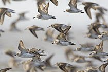 Western Sandpiper (Calidris mauri) flock flying, Monterey Bay, California
