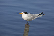 Royal Tern (Thalasseus maximus) perching on post, Elkhorn Slough, California