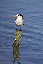 Royal Tern (Thalasseus maximus) perching on post, Elkhorn Slough, California