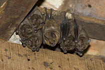Seba's Short-tailed Bat (Carollia perspicillata) group roosting in building, Hanging from rafters in barn, Pantanal, Brazil